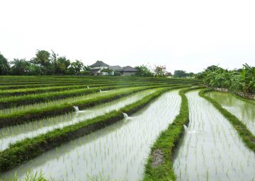 Exhibition 2017 Draussen. Landschaftsarchitektur auf globalem Terrain Bali Reisterrassen