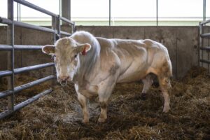 Guided Tour in English